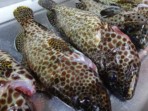 イシミーバイ 大漁.jpg