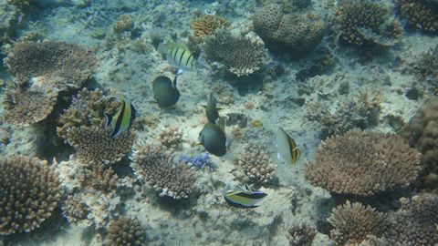 サンゴと魚たち.jpg