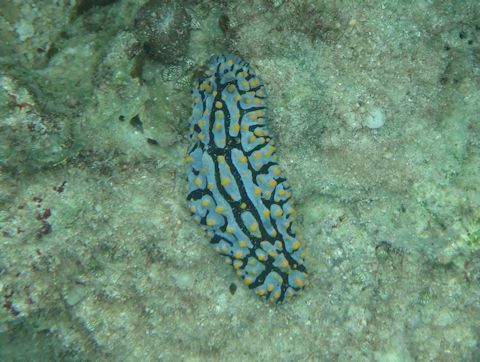 タテヒダイボウミウシ 水色 黄色 黒色のガラガラウミウシ 30代美人ｏｌの沖縄 ｈａｐｐｙ ｔｉｍｅ