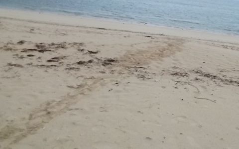 海がめの足跡.jpg