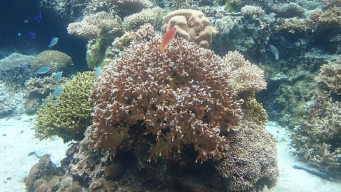 コブシメ卵 美ら海水族館.jpg