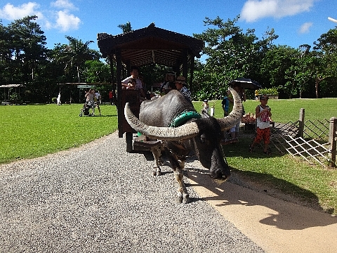 ビオスの丘 水牛車1.jpg