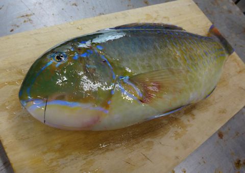 沖縄三大高級魚 マクブを焼霜造りと湯霜造りで贅沢に味わう 30代美人ｏｌの沖縄 ｈａｐｐｙ ｔｉｍｅ