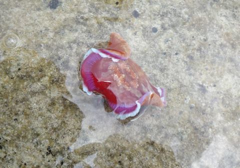 ミカドウミウシ.jpg
