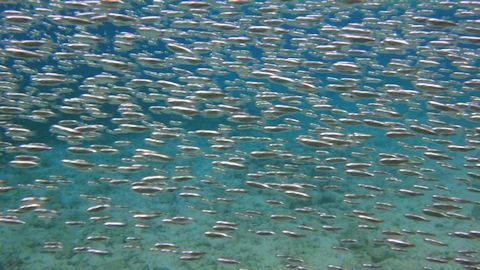 ミズン 銀白色の大群 沖縄の大衆魚 30代美人ｏｌの沖縄 ｈａｐｐｙ ｔｉｍｅ