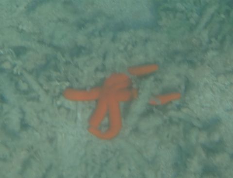 ルソンヒトデ1.jpg