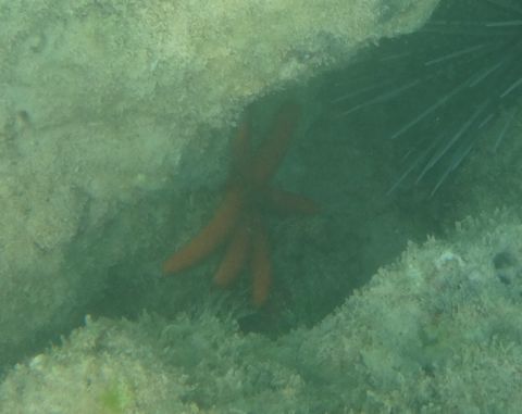 ルソンヒトデ3.jpg
