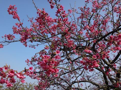 沖縄 桜と青空.jpg