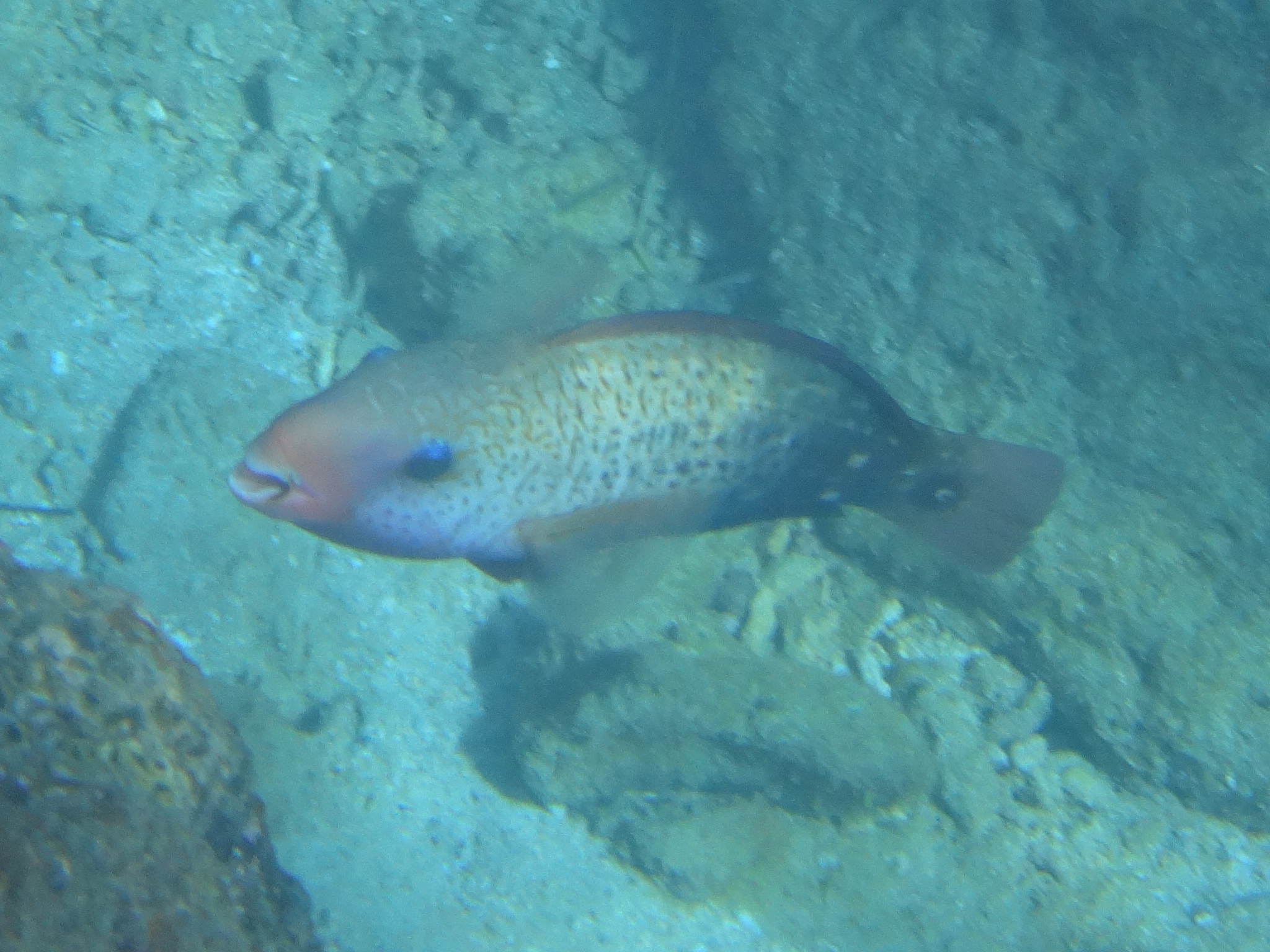 砂辺 マユをつくって眠る魚 ハゲブダイ 雌 30代美人ｏｌの沖縄 ｈａｐｐｙ ｔｉｍｅ