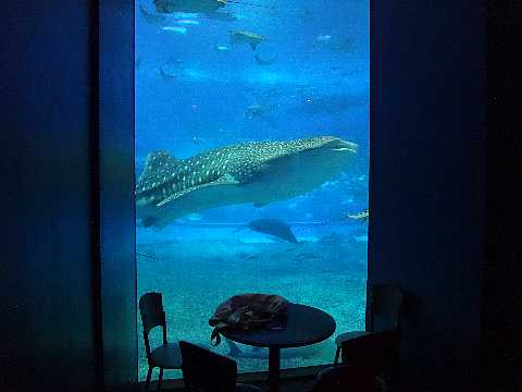 美ら海水族館 カフェ オーシャンブルー 30代美人ｏｌの沖縄 ｈａｐｐｙ ｔｉｍｅ