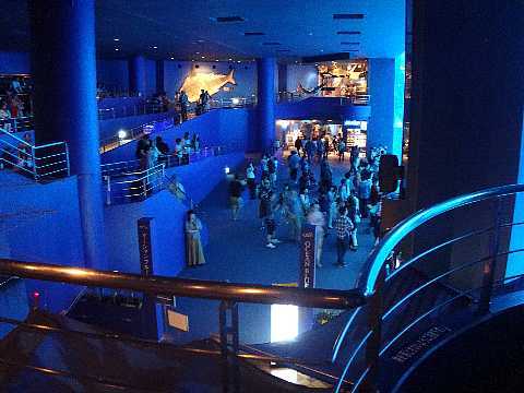 美ら海水族館 ホール.jpg