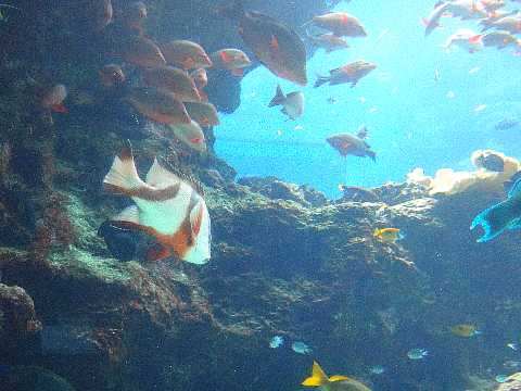 美ら海水族館 熱帯魚の海 30代美人ｏｌの沖縄 ｈａｐｐｙ ｔｉｍｅ