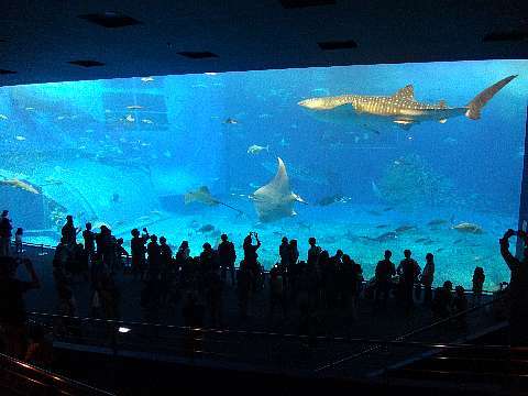美ら海水族館 黒潮の海.jpg