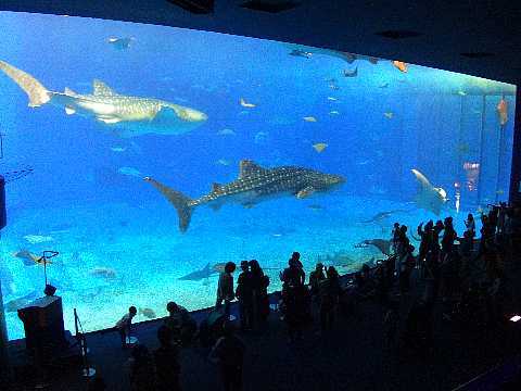 美ら海水族館 黒潮の海 ジンベイ2匹.jpg